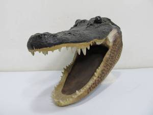 lot 21 image: Realistic Faux Alligator Head