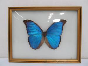 lot 30 image: Large Framed Genuine Butterfly Specimen