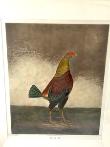 lot 279 image: Pair of Antique Charles Turner Cock Fighting Rooster Hand Colored Engravings - War & Peace