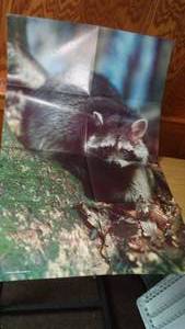 lot 232 image: Raccoon Posters (2)