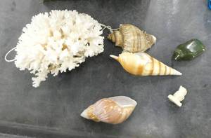 Nice piece of Coral and sea shells plus 2 stone carved pieces