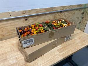 lot 65 image: 2 Cases of-  11 Mini Daisy Bush (24 per case)