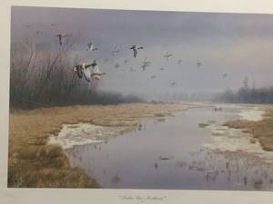 Pickin Up - Mallards by Tom Moen, SIgned Print Size With Border 25x19