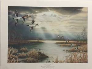 Pintails Storming In by David Chapman, Signed and Numbered Print Size With Border 25x19 - Please Note This Prints Border Lower Left Corner Has Surface Wear - Does Not Affect Actual Print - See Pics