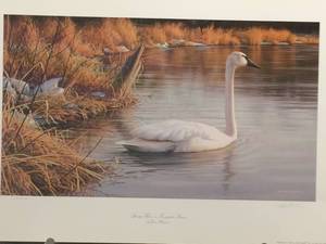 Spring Thaw - Trumpeter Swans by James Hautman, Signed and Numbered Print Size With Border 26x18