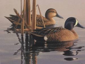 1993 Minnesota Duck Stamp Print by Phil Scholer, Numbered and Signed Print Size With Border 12x14