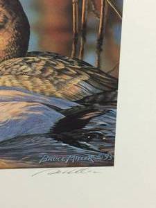 The 1993-1994 Federal Duck Stamp Print by Bruce Miller, COLLECTORS EDITION, Signed and Numbered Print Size With Border 12x14