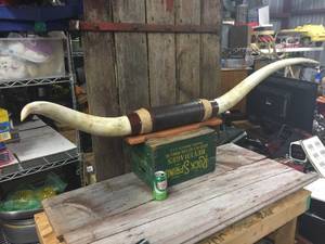 lot 25 image: Large Steer Horn Mount - 56