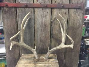 lot 26 image: 10pt Whitetail Deer Antlers