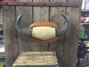 lot 30 image: Water Buffalo Horn Mount