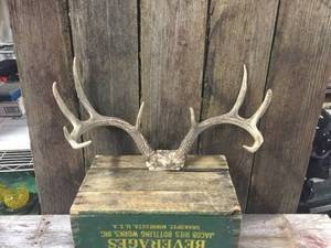 lot 32 image: 10pt Whitetail Deer Antlers
