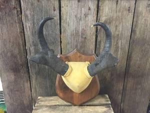lot 33 image: Pronghorn Antelope Horn Mount