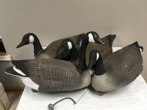 lot 1019 image: Set of 4 Canadian Geese Decoys
