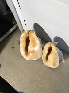 2 conch sea shells