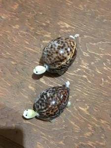 2 seashell turtles