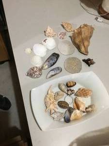 misc seashells