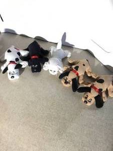 5 pound puppies