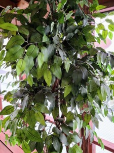 lot 61 image: Potted Faux Ficus