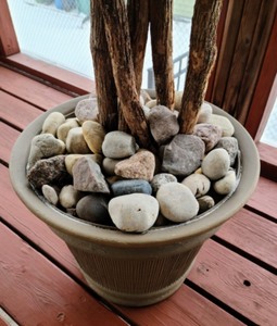 lot 62 image: Potted Faux Ficus