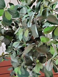 lot 66 image: Faux Potted Tree