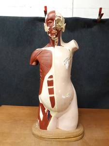 lot 51 image: Vintage 1945 Denoyer- Geppert Anatomical Human Model - About 38 Tall - NO SHIPPING