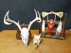 lot 127 image: Lot of (3) Deer Skulls - NO SHIPPING