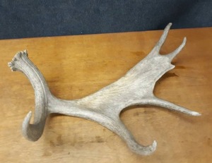 lot 129 image: Moose Antler - 9.8 LBS - Authentic - Measures about 29 x 22 Overall - NO SHIPPING