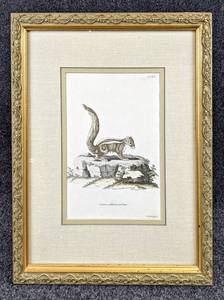 lot 156 image: Beautifully Colorized Vintage Engraving of an Indian Palm Squirrel