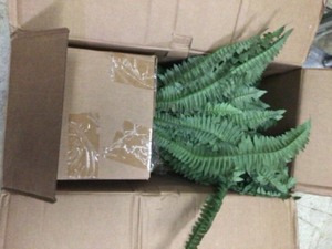 Nearly Natural Giant Boston Fern with Cone Hanging Basket
