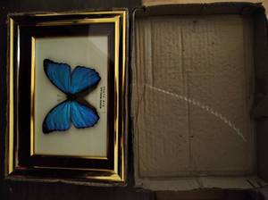 lot 74 image: Butterfly Mounted in Frame