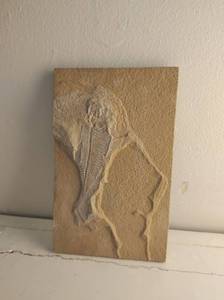 lot 148 image: Eocene Age Herring Fossil From Wyoming