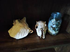 lot 181 image: Skull & Shells