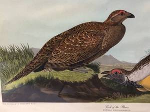 lot 18 image: Cock of the Plains - Birds of America - J.J. Audubon #75
