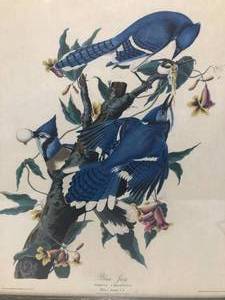 lot 57 image: Blue Jay - Corvus Cristafus Male 1, Female 2, 3 - No. 21
