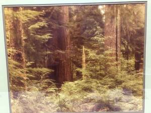 lot 113 image: Willam Plante - Forest Photograph