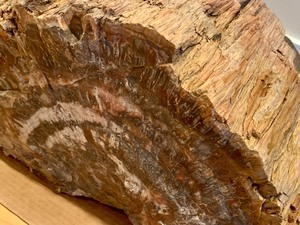 lot 202 image: Amazing Piece of Petrified Wood