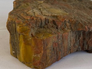 lot 354B image: Two Beautiful Pieces of Petrified Wood