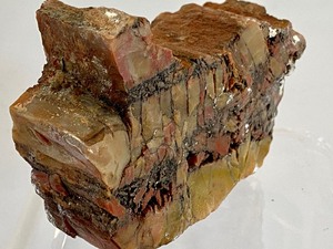 lot 353 image: Beautiful Piece of Petrified Wood