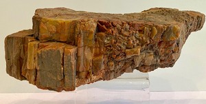 lot 354A image: Beautiful Piece of Petrified Wood