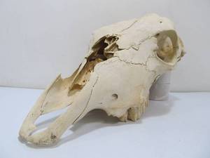 lot 174 image: Large Genuine Cow Skull
