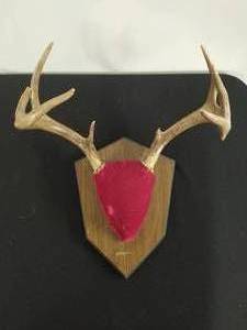 Mounted Antlers