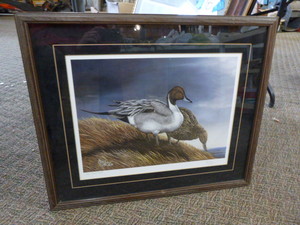 November Nomads Pintails Framed Print by Dave Constantine