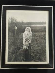 lot 81 image: Frame Owl Photo