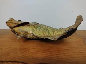 lot 207 image: Mounted Fish