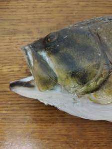 lot 209 image: Taxidermy Fish