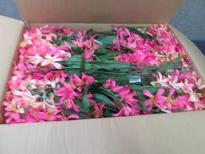 lot 157 image: Box of Tweedia Bush Artificial Flow...