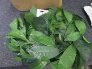 lot 159 image: Box of 6 - 6 ft Magnolia Leaf Garla...