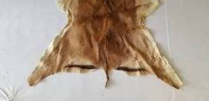 lot 122 image: African Impala Antelope Hide Rug