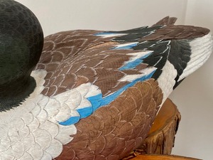 Wonderful Carved Northern Shoveler by Clarence Moe