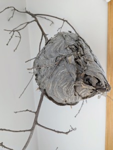 Decorative Real Hornets Nest on Tree Branch